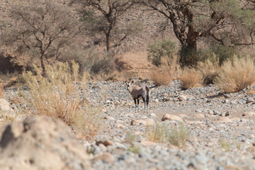 Oryx in the riverbed of Tsauchab, Sesriem Canyon, Namib Naukluft, Namibia, Africa