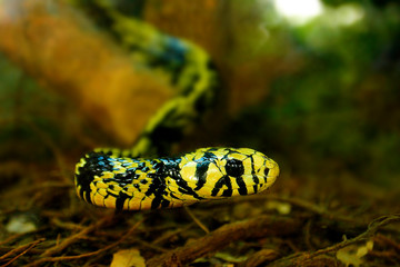caninana, chicken snake, yellow rat snake, serpiente tigre (Spilotes pullatus)
