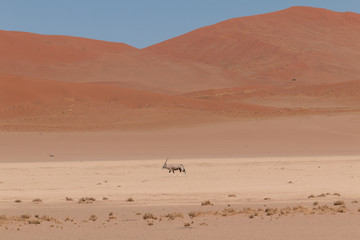 Oryx antelope walking through the desert, Namib desert, Namibia, Africa