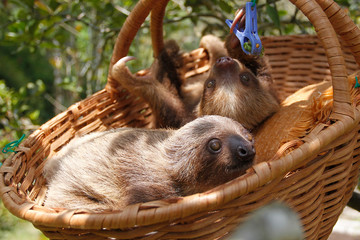 sloths (sloth) of an animal rescue center feed on a tree