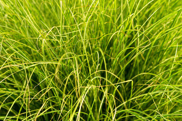 Grass in Landscape