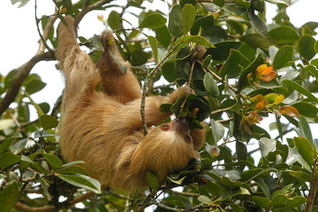 sloths (sloth) of an animal rescue center feed on a tree © GuillermoOssa