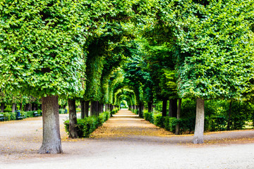 Through the trees in the park