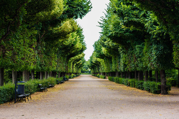 Through the trees in the park