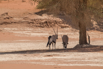 Oryx antelope in Sossusvlei, Namib Desert, Namibia, Africa
