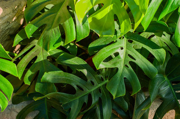 tropical leaves in sunset light as background