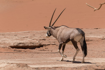 Oryx antelope in Sossusvlei, Namib Desert, Namibia, Africa