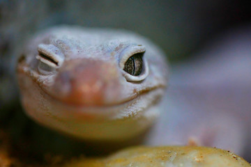 common leopard gecko (Eublepharis macularius)