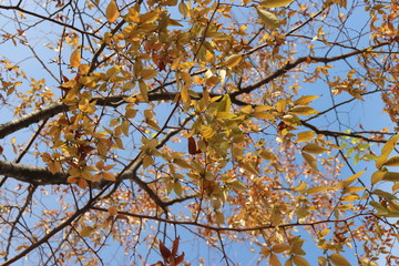 autumn leaves against blue sky