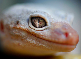 common leopard gecko (Eublepharis macularius)