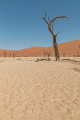 Dead camel thorn trees, Deadvlei, Namib Desert, Namibia