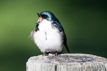 Tree Swallow Singing While Perched on an Old Weathered Wooden Fence Post