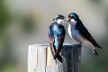 Two Tree Swallows Arguing While Perched on an Old Weathered Wooden Fence Post