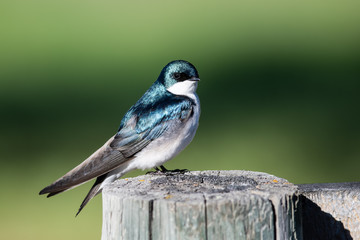 Tree Swallow Perched on an Old Weathered Wooden Fence Post