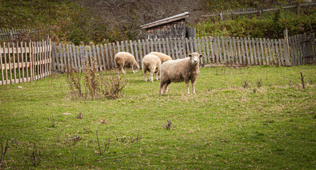 Obraz premium Sheep Grazing