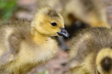Close Profile of an Adorable Newborn Gosling