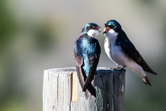 Two Tree Swallows Arguing While Perched on an Old Weathered Wooden Fence Post