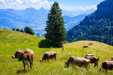 Fototapeta na wymiar Cows in the Alps