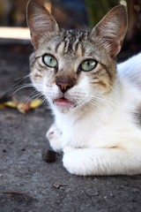 cat in front of the wall