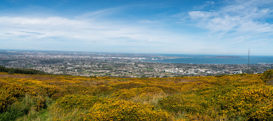 Stunning view of Dublin city and port from Ticknock, 3rock, Wicklow mountains. Yellow and green plants in foreground