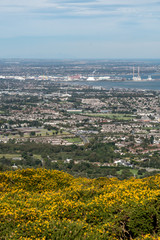 Stunning view of Dublin city and port from Ticknock, 3rock, Wicklow mountains. Yellow and green plants in foreground