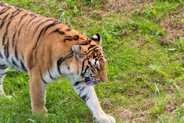 bengal tiger resting in a green meadow