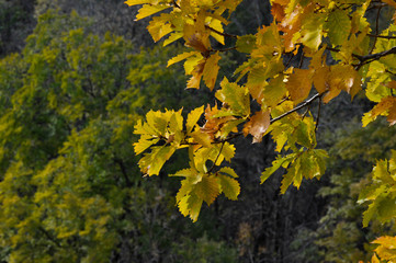 Autumn oak branch with bright yellow leaves on a taiga background