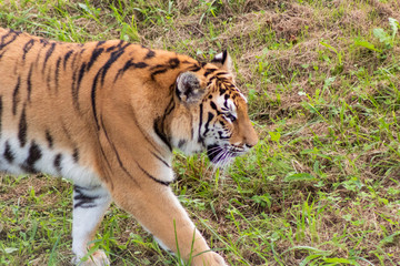 bengal tiger resting in a green meadow
