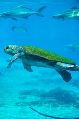 Hybrid green and loggerhead sea turtle