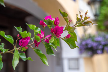 Beautiful purple exotic flowers Bougainvillea in the territory of the house