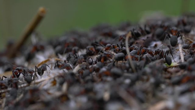 Ants collective build anthill - (4K)