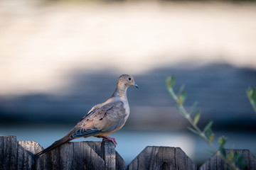 Close up of mourning dove sitting on fence