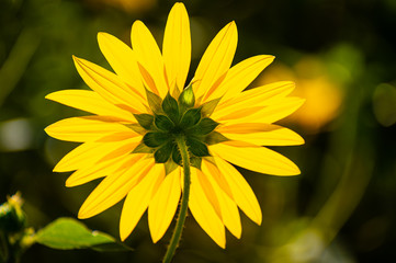 Rear view of back lit yellow sunflower.