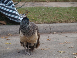 Obraz premium Tell Me Again Why There are Six Shopping Days Missing This Year.