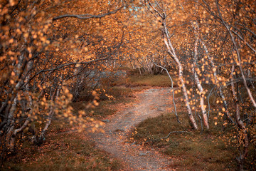Birches and bushes in the pale red autumn forest