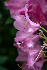 Gorgeous pink blossoms