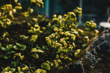 Japan - ジャパン