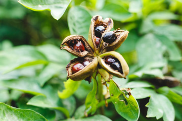 Paeonia suffruticosa seeds in stars. Peony flower tree seeds on the green leaves background....