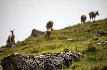 Herd of young wild deer in Scottish mountains in rainy evening.