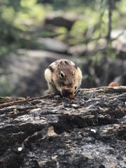 squirrel in park