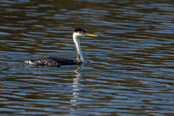 Western Grebe duck swims above its reflection in the pond water while fishing for food in the morning.