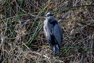 Magnificent large Great Blue Heron bird surveys the pond from the safety of the vegetation during and Autumn morning.