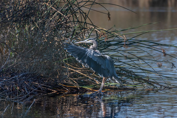 Magnificent large Great Blue Heron bird has spread wings while settling in for a landing in the safety of the pond shore vegetation during an Autumn morning.