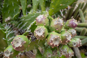 Large Cacti Garden