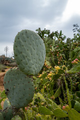 Large cacti garden