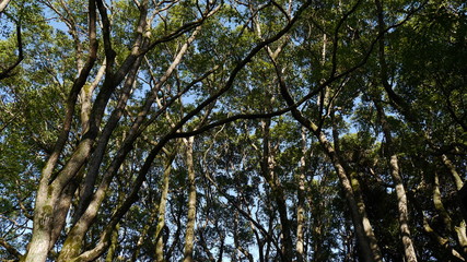 tree in the sky