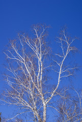 bare branches of white birch against the blue sky. contrasting images of nature.