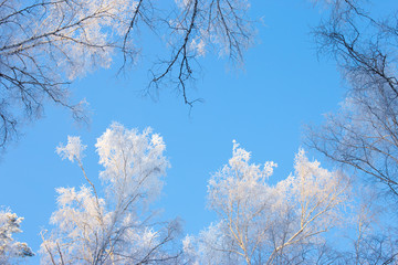 Blue winter sky in the forest. Snow-covered tree branches in winter season. Winter in the forest. Siberian. Altai. Russia.