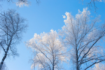 Blue winter sky in the forest. Snow-covered tree branches in winter season. Winter in the forest. Siberian. Altai. Russia.