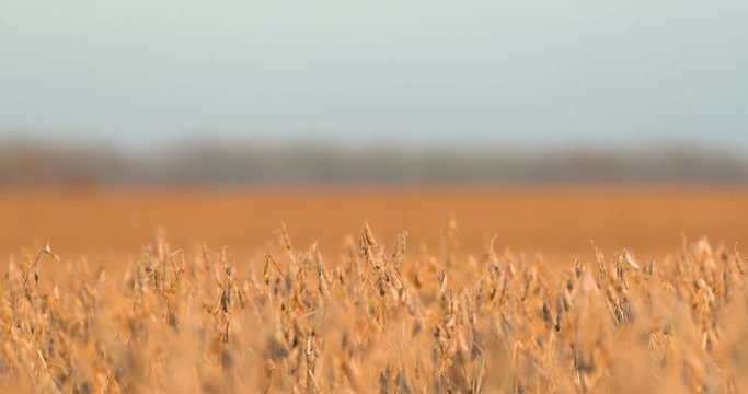 soybean field medium